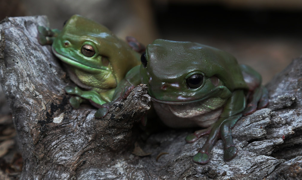 Creating Frog Friendly Habitats - Land for Wildlife